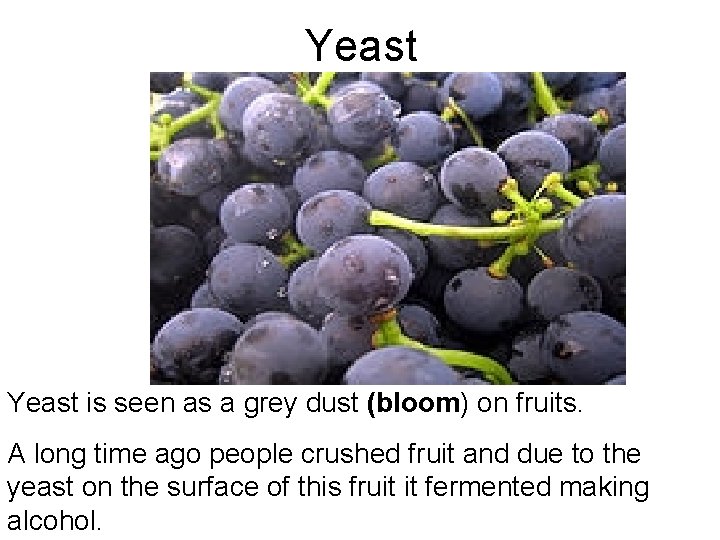 Yeast is seen as a grey dust (bloom) on fruits. A long time ago