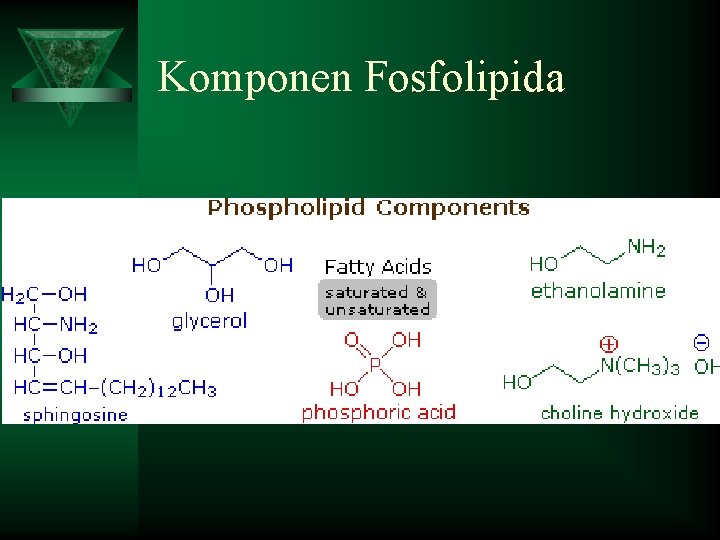 Komponen Fosfolipida 