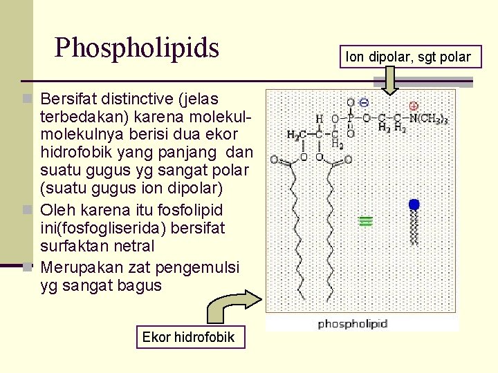 Phospholipids n Bersifat distinctive (jelas terbedakan) karena molekulnya berisi dua ekor hidrofobik yang panjang