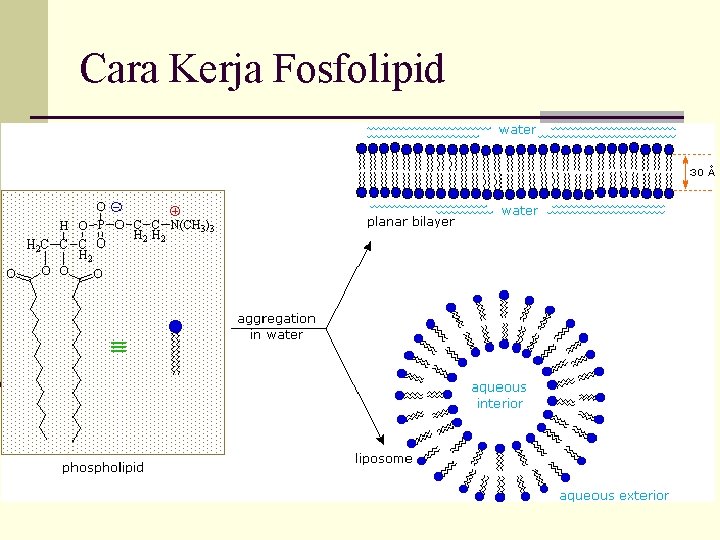 Cara Kerja Fosfolipid 