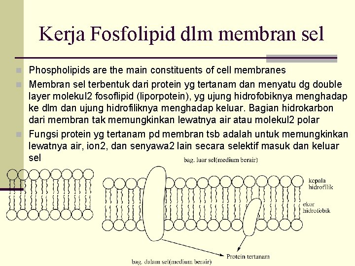 Kerja Fosfolipid dlm membran sel n Phospholipids are the main constituents of cell membranes
