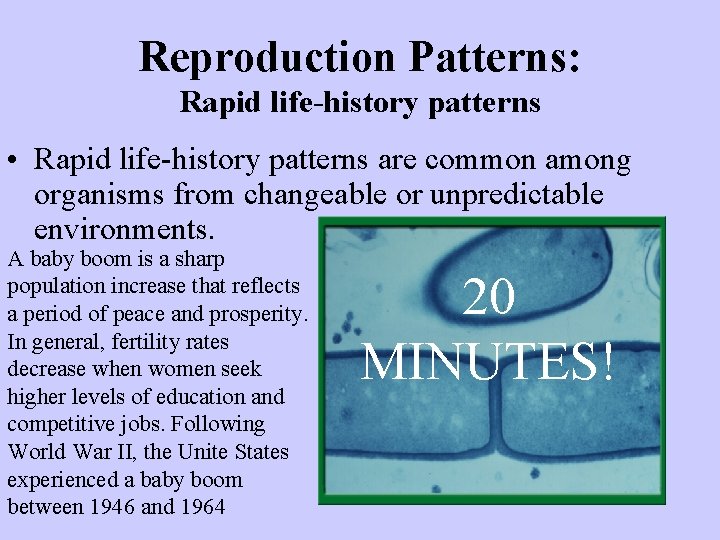 Reproduction Patterns: Rapid life-history patterns • Rapid life-history patterns are common among organisms from