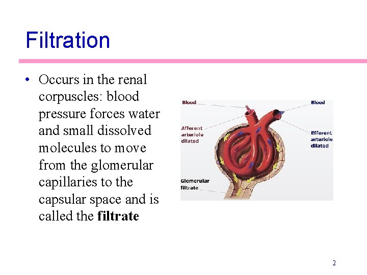 Filtration • Occurs in the renal corpuscles: blood pressure forces water and small dissolved