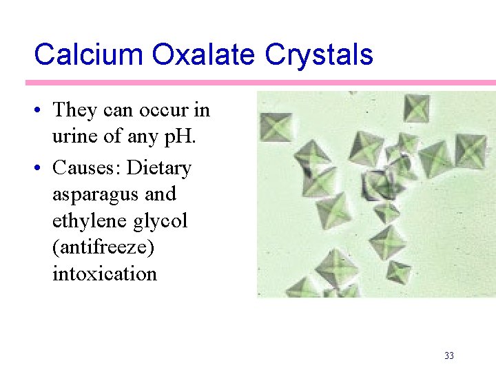 Calcium Oxalate Crystals • They can occur in urine of any p. H. •