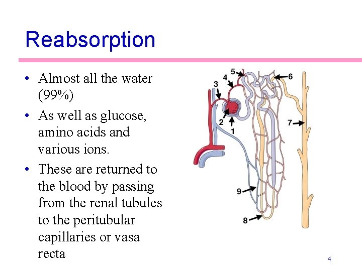 Reabsorption • Almost all the water (99%) • As well as glucose, amino acids