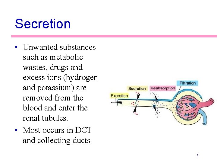 Secretion • Unwanted substances such as metabolic wastes, drugs and excess ions (hydrogen and