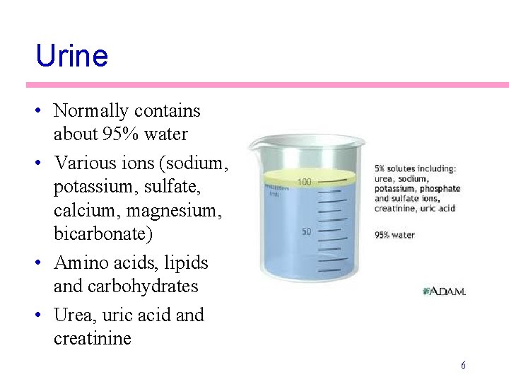 Urine • Normally contains about 95% water • Various ions (sodium, potassium, sulfate, calcium,