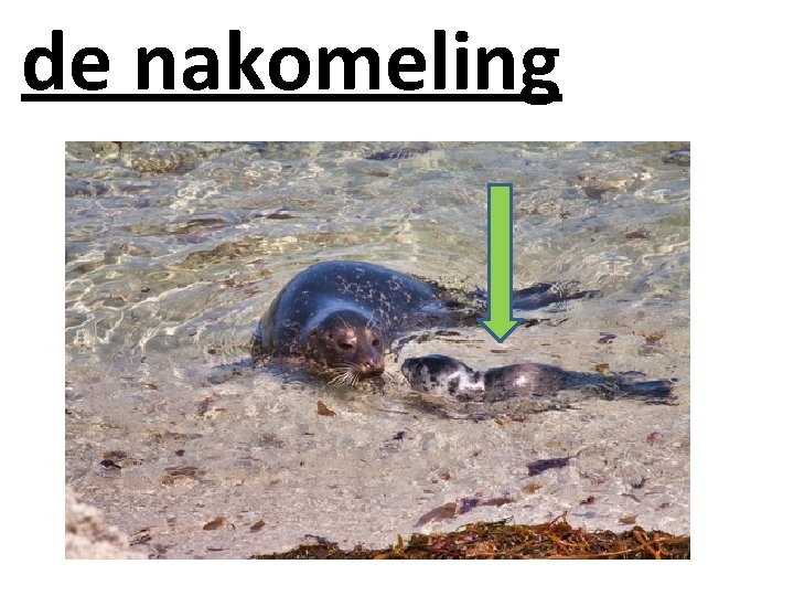 de nakomeling 