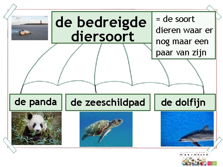 de bedreigde diersoort de panda de zeeschildpad = de soort dieren waar er nog