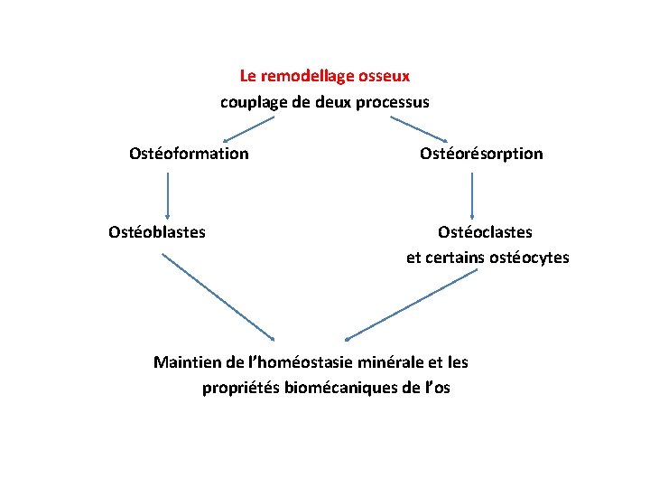 Le remodellage osseux couplage de deux processus Ostéoformation Ostéoblastes Ostéorésorption Ostéoclastes et certains ostéocytes