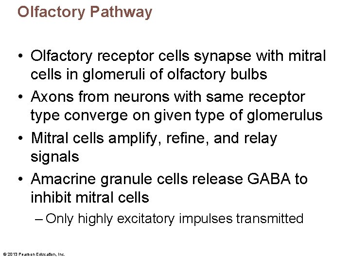Olfactory Pathway • Olfactory receptor cells synapse with mitral cells in glomeruli of olfactory