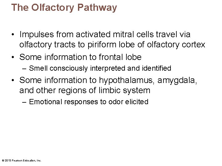 The Olfactory Pathway • Impulses from activated mitral cells travel via olfactory tracts to