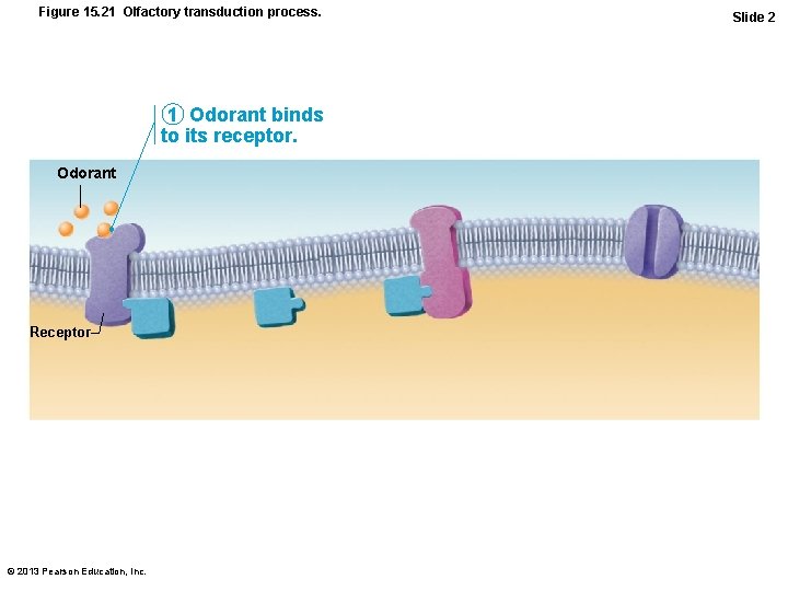 Figure 15. 21 Olfactory transduction process. 1 Odorant binds to its receptor. Odorant Receptor