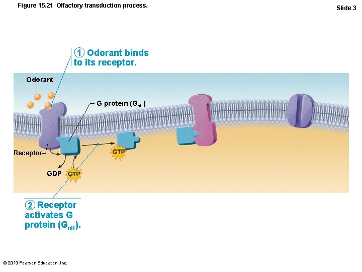 Figure 15. 21 Olfactory transduction process. 1 Odorant binds to its receptor. Odorant G