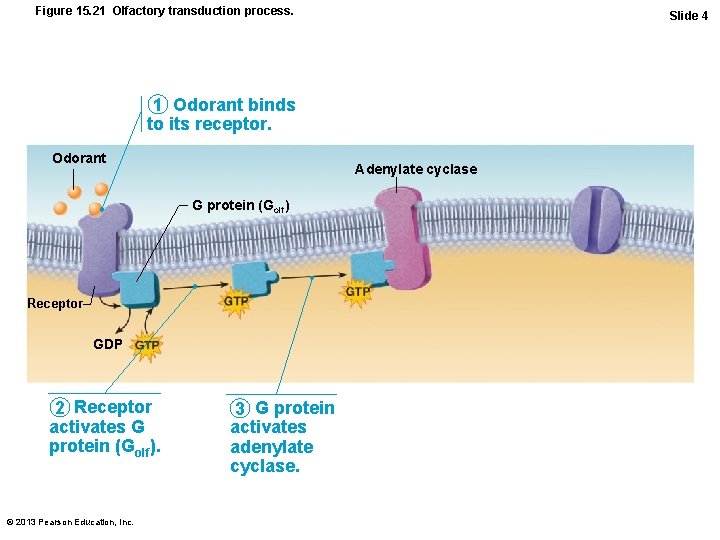 Figure 15. 21 Olfactory transduction process. Slide 4 1 Odorant binds to its receptor.