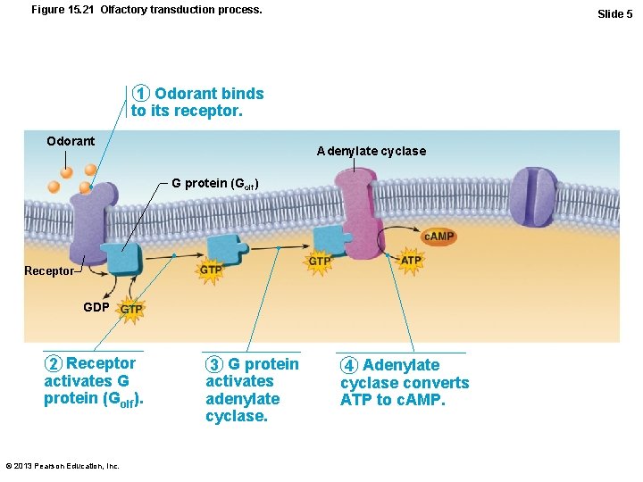 Figure 15. 21 Olfactory transduction process. Slide 5 1 Odorant binds to its receptor.