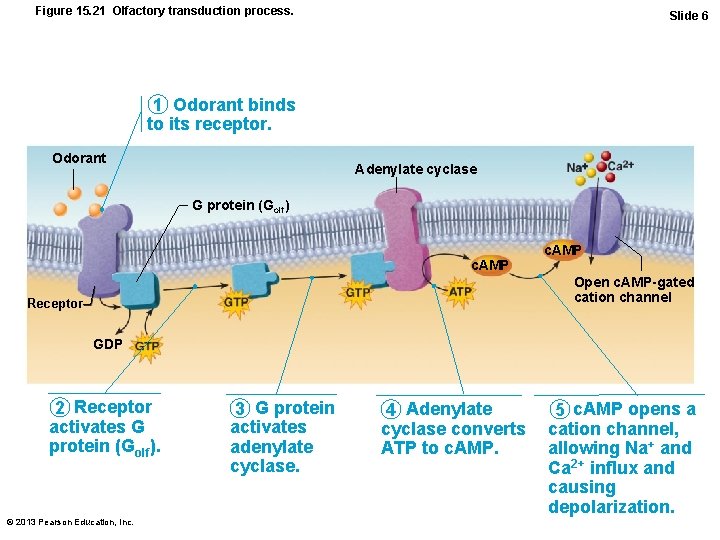 Figure 15. 21 Olfactory transduction process. Slide 6 1 Odorant binds to its receptor.