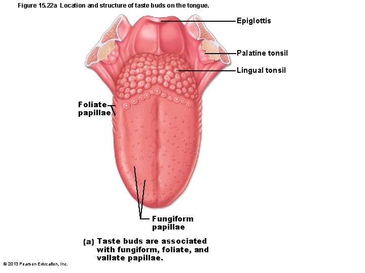 Figure 15. 22 a Location and structure of taste buds on the tongue. Epiglottis