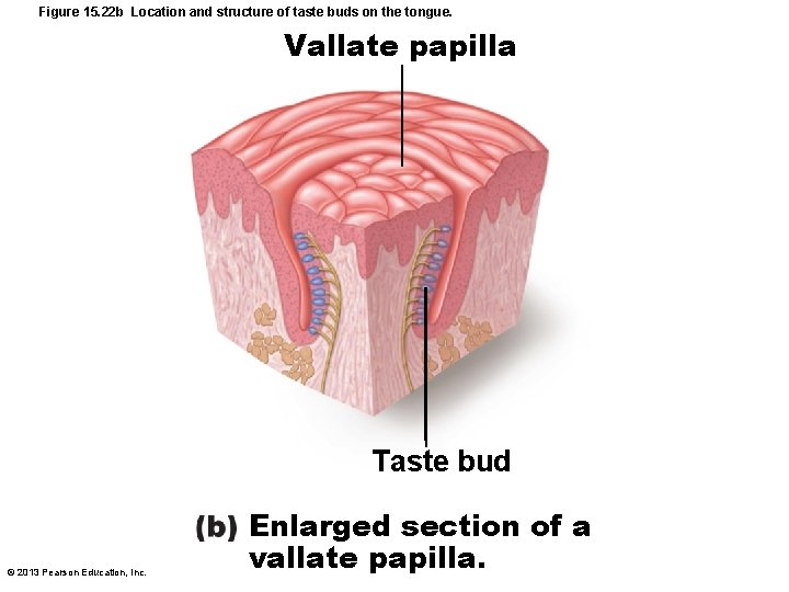 Figure 15. 22 b Location and structure of taste buds on the tongue. Vallate