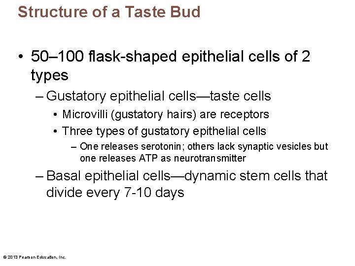 Structure of a Taste Bud • 50– 100 flask-shaped epithelial cells of 2 types