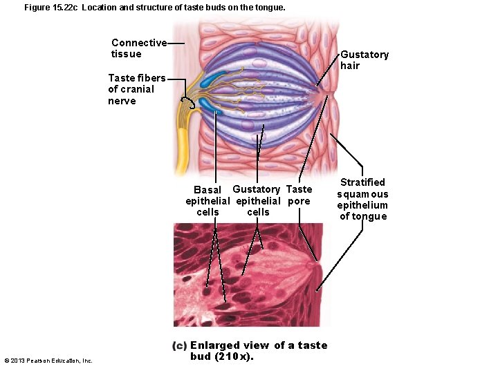 Figure 15. 22 c Location and structure of taste buds on the tongue. Connective