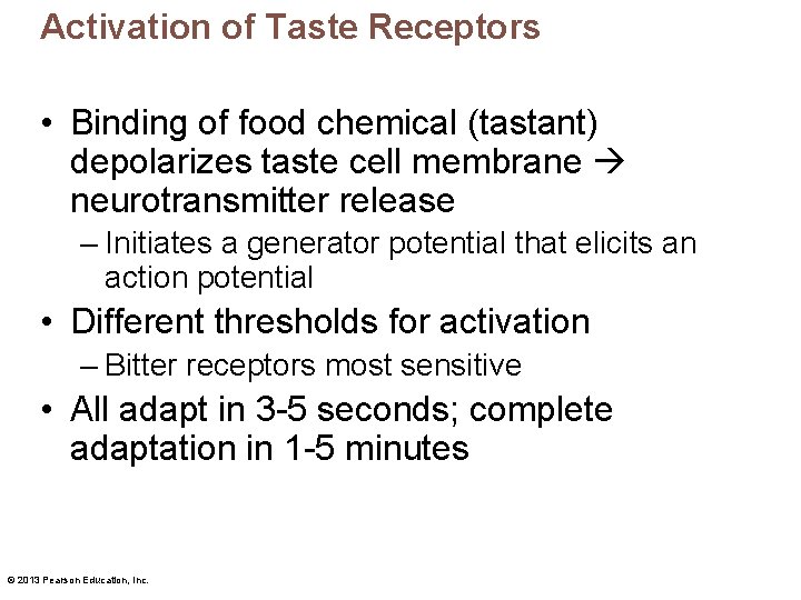 Activation of Taste Receptors • Binding of food chemical (tastant) depolarizes taste cell membrane