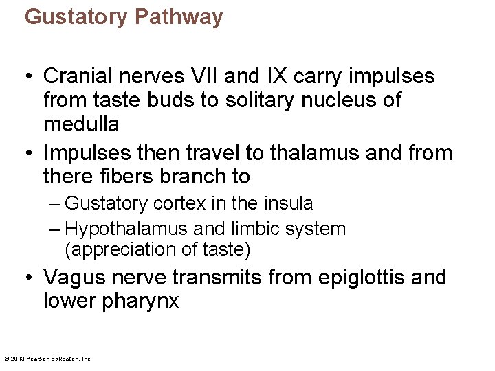 Gustatory Pathway • Cranial nerves VII and IX carry impulses from taste buds to
