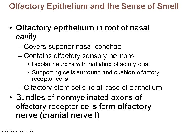 Olfactory Epithelium and the Sense of Smell • Olfactory epithelium in roof of nasal