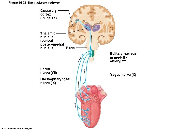 Figure 15. 23 The gustatory pathway. Gustatory cortex (in insula) Thalamic nucleus (ventral posteromedial
