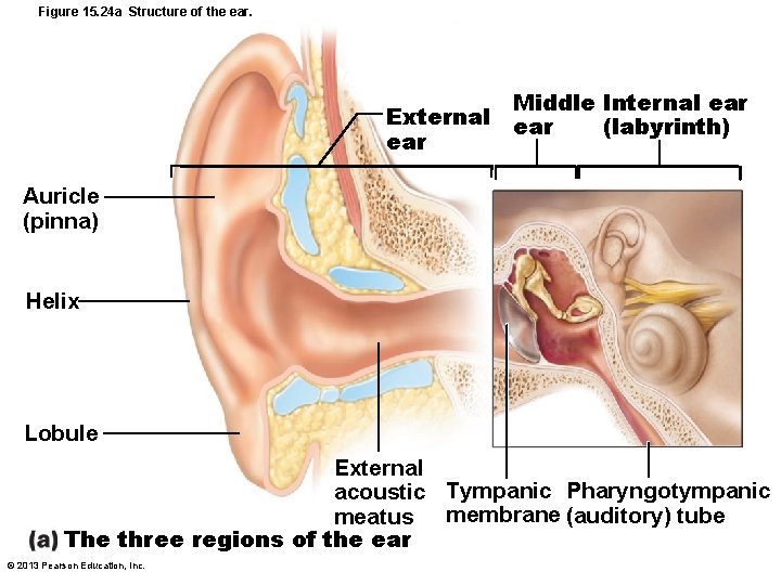 Figure 15. 24 a Structure of the ear. Middle Internal ear External ear (labyrinth)