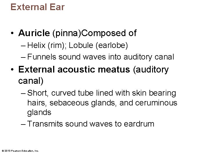 External Ear • Auricle (pinna)Composed of – Helix (rim); Lobule (earlobe) – Funnels sound