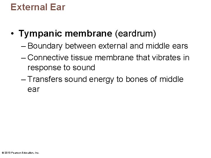 External Ear • Tympanic membrane (eardrum) – Boundary between external and middle ears –
