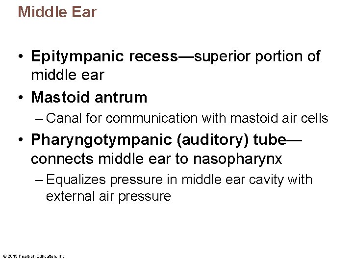 Middle Ear • Epitympanic recess—superior portion of middle ear • Mastoid antrum – Canal