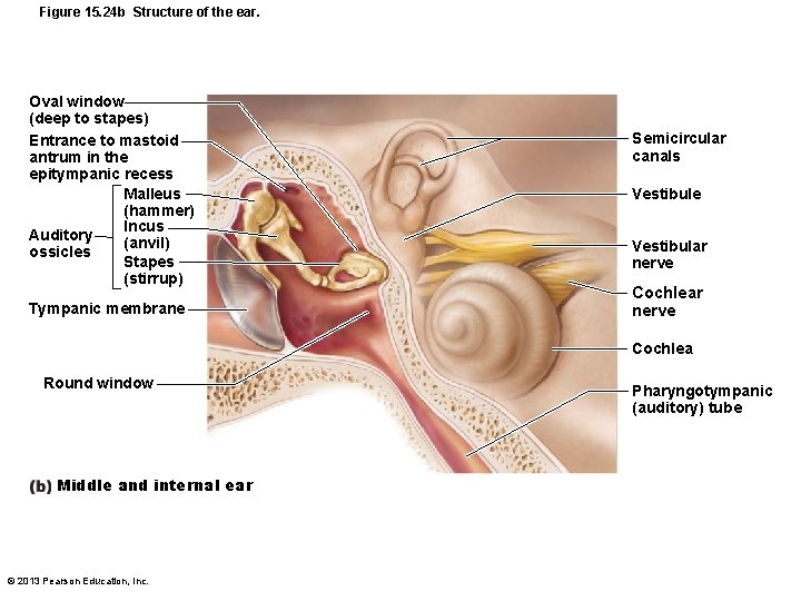 Figure 15. 24 b Structure of the ear. Oval window (deep to stapes) Entrance