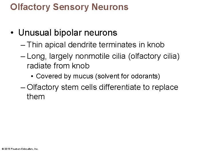 Olfactory Sensory Neurons • Unusual bipolar neurons – Thin apical dendrite terminates in knob