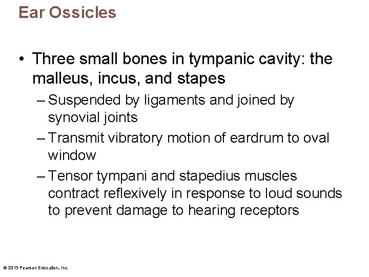 Ear Ossicles • Three small bones in tympanic cavity: the malleus, incus, and stapes