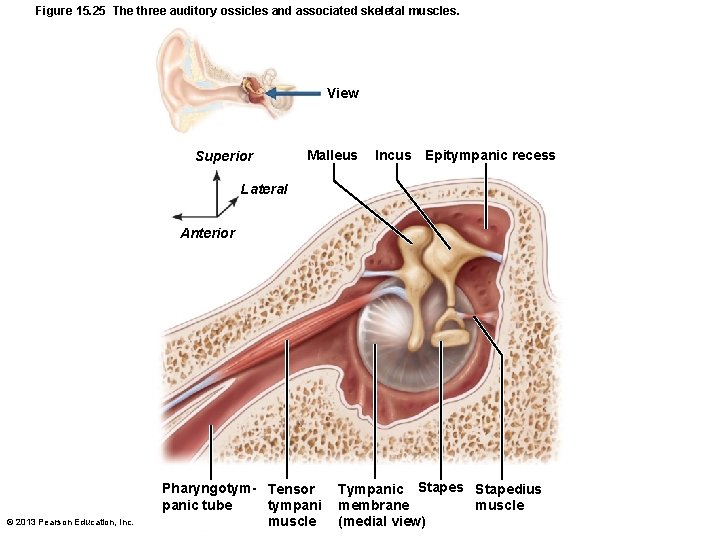 Figure 15. 25 The three auditory ossicles and associated skeletal muscles. View Superior Malleus