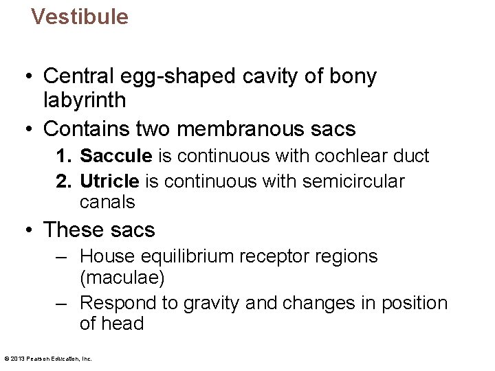 Vestibule • Central egg-shaped cavity of bony labyrinth • Contains two membranous sacs 1.