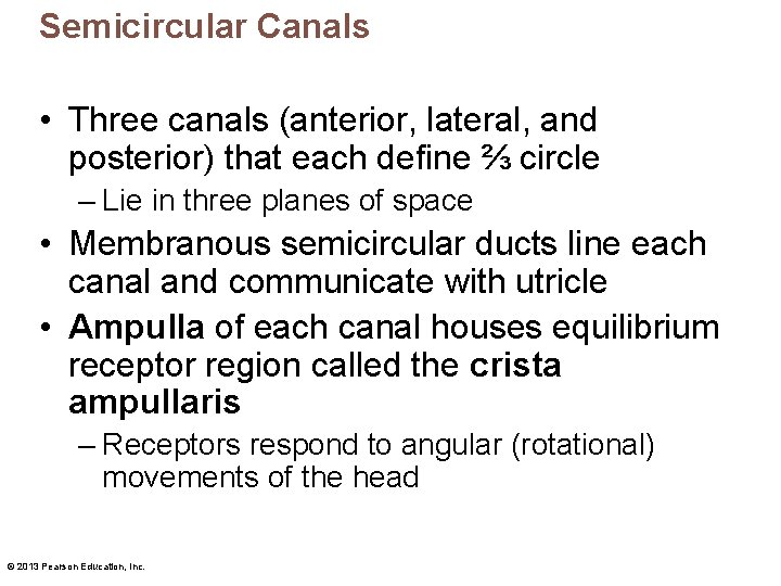 Semicircular Canals • Three canals (anterior, lateral, and posterior) that each define ⅔ circle