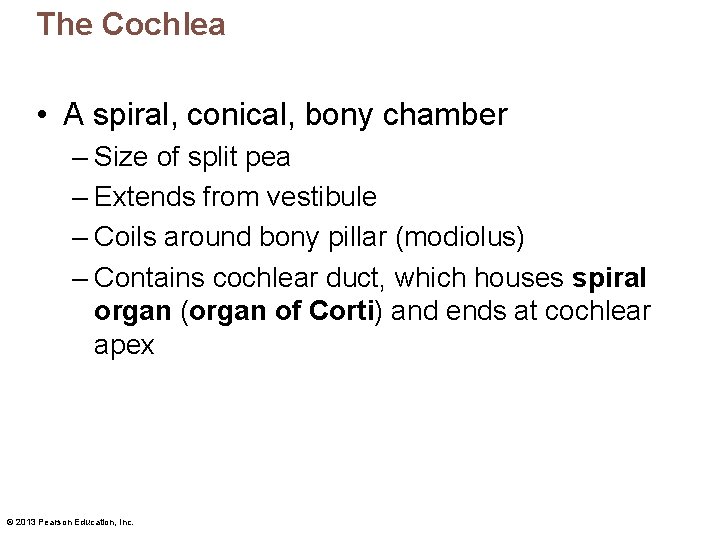 The Cochlea • A spiral, conical, bony chamber – Size of split pea –