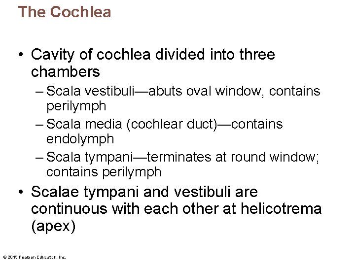 The Cochlea • Cavity of cochlea divided into three chambers – Scala vestibuli—abuts oval