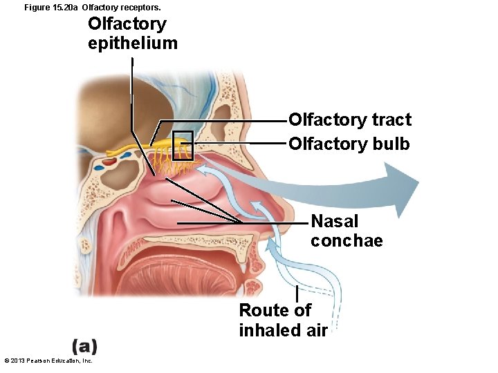 Figure 15. 20 a Olfactory receptors. Olfactory epithelium Olfactory tract Olfactory bulb Nasal conchae