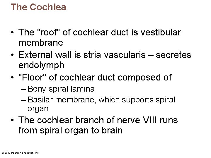 The Cochlea • The "roof" of cochlear duct is vestibular membrane • External wall