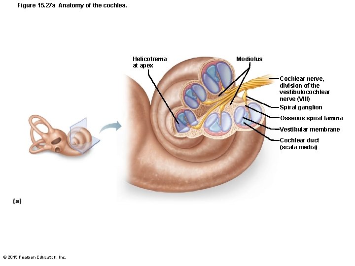 Figure 15. 27 a Anatomy of the cochlea. Helicotrema at apex Modiolus Cochlear nerve,