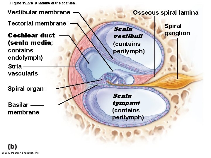 Figure 15. 27 b Anatomy of the cochlea. Vestibular membrane Tectorial membrane Cochlear duct