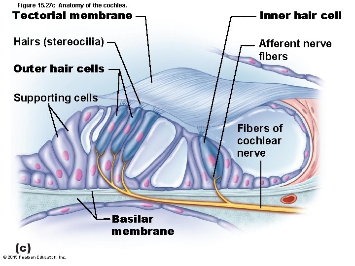 Figure 15. 27 c Anatomy of the cochlea. Tectorial membrane Inner hair cell Hairs