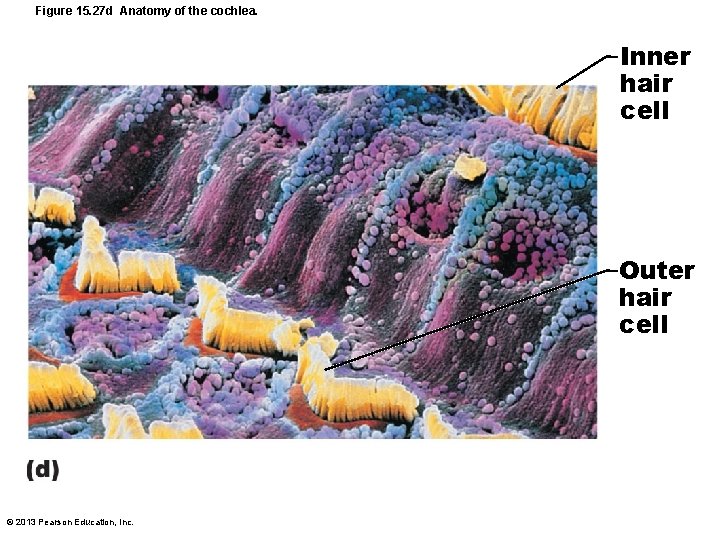 Figure 15. 27 d Anatomy of the cochlea. Inner hair cell Outer hair cell