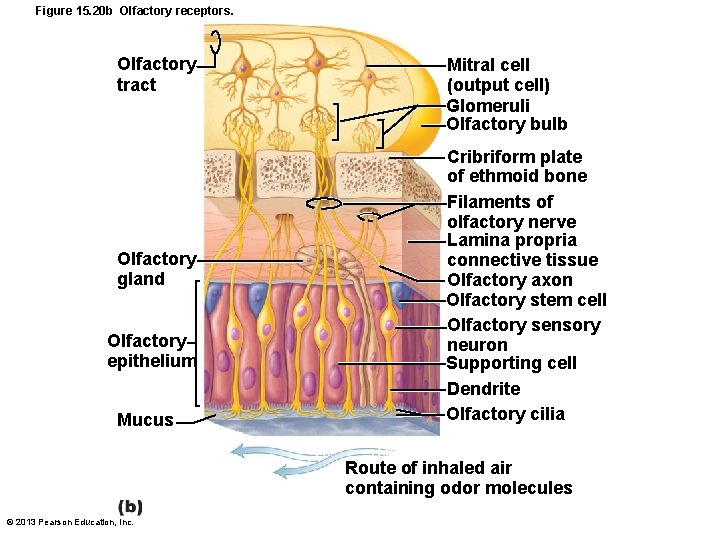 Figure 15. 20 b Olfactory receptors. Olfactory tract Olfactory gland Olfactory epithelium Mucus Mitral