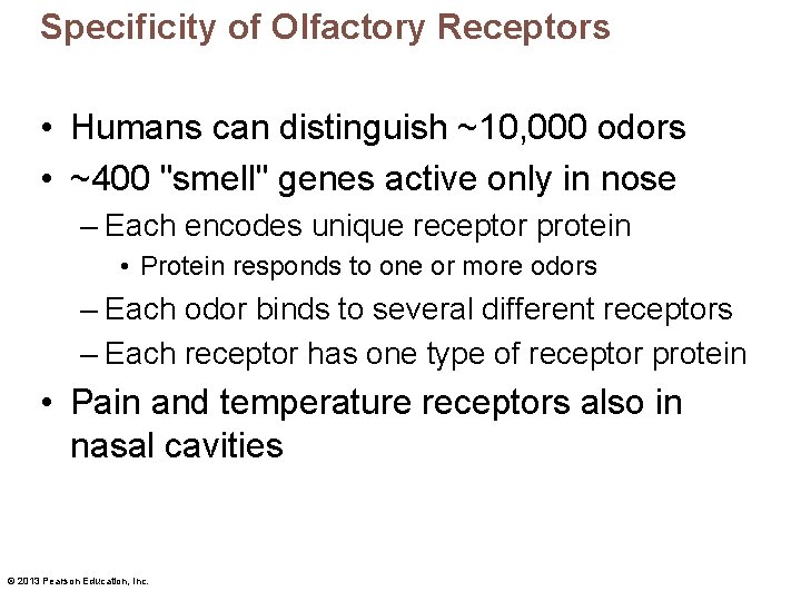 Specificity of Olfactory Receptors • Humans can distinguish ~10, 000 odors • ~400 "smell"
