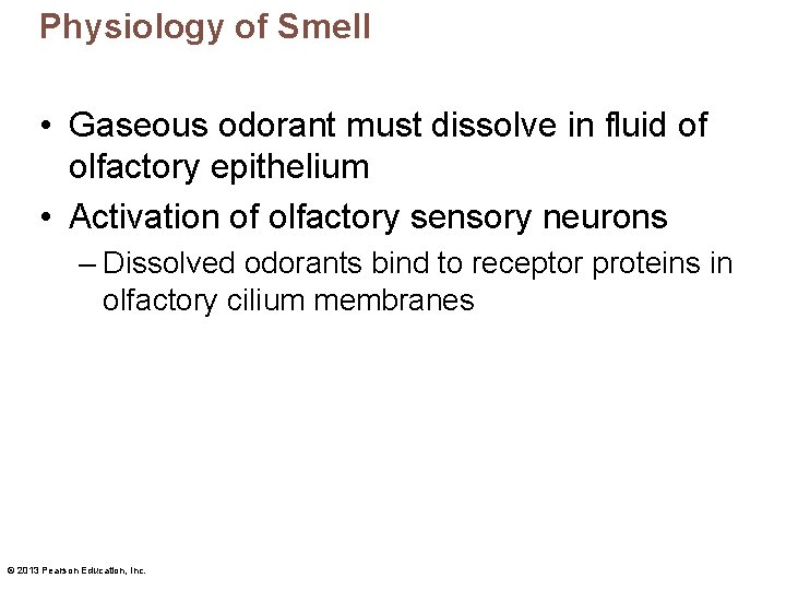 Physiology of Smell • Gaseous odorant must dissolve in fluid of olfactory epithelium •